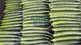 黄瓜施肥指南：稳产提质这样做