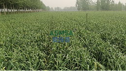 大蒜种植使用什么水溶肥好？