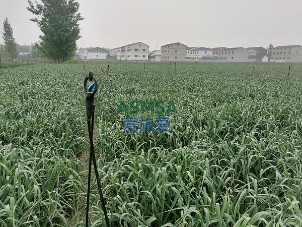 大蒜种植-爱施蔓蔓叶水溶肥