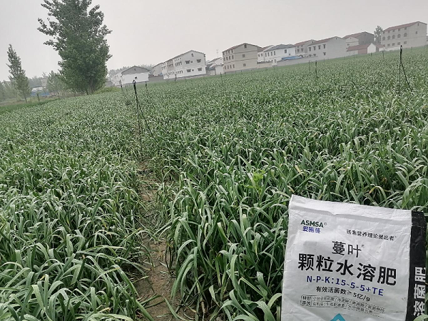 大蒜种植-蔓叶颗粒水溶菌肥