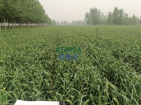 大蒜种植-爱施蔓蔓叶水溶肥