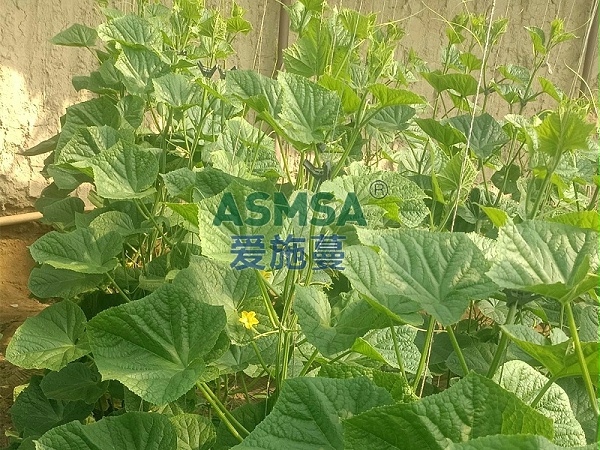 黄瓜种植-爱施蔓蔓叶水溶肥