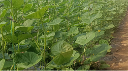 黄瓜种植用什么水溶肥不早衰？