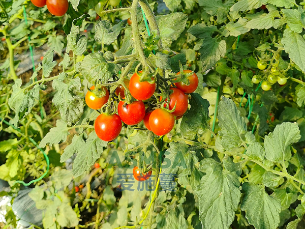 圣女果施肥-爱施蔓蔓叶水溶肥
