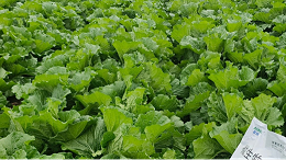 微生物菌剂改土增产的好帮手