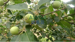 苹果种植花期管理：抓准3要点，高产优果有保障