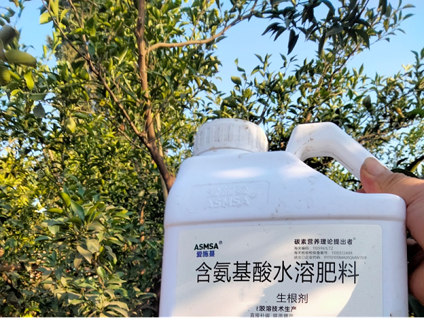柑橘施肥-蔓叶生根剂