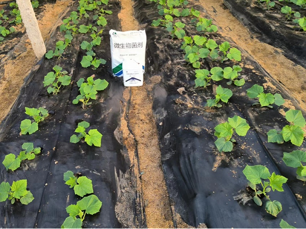 黄瓜施肥-蔓叶微生物菌剂＋生根剂