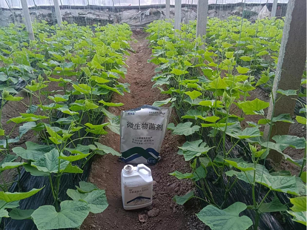 黄瓜施肥-蔓叶微生物菌剂＋生根剂