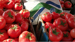 水溶肥怎么用效果好