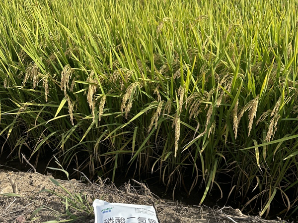 水稻施肥-蔓叶磷酸二氢钾