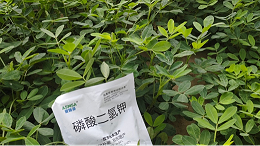 磷酸二氢钾助力作物高产