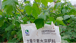 果树萌芽肥用对，丰产有底气